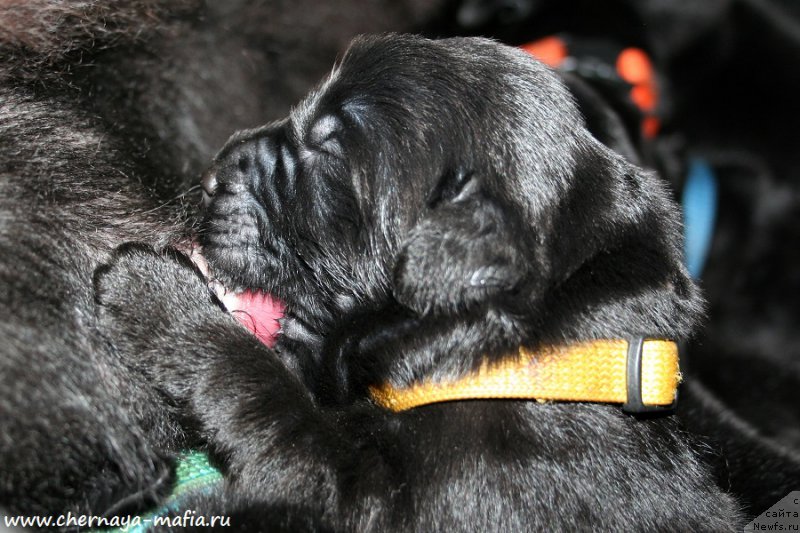 Фото: ньюфаундленд Черная Мафия Ангел Амонг Ус (Chernaya Mafia Аngel Among Us)