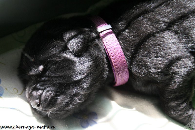 Фото: ньюфаундленд Черная Мафия А Кинд оф Магик (Chernaya Mafia А Kind of Magic)