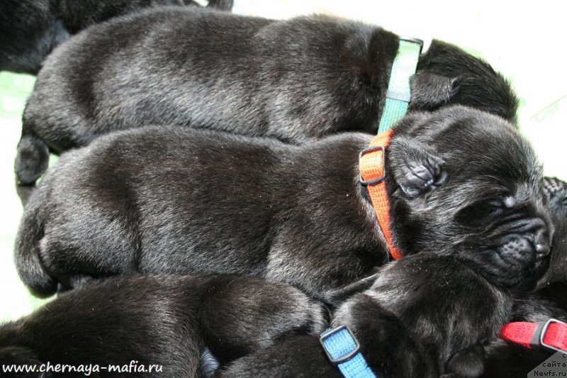 Фото: ньюфаундленд Черная Мафия Алл Ригхтс Ресервед (Chernaya Mafia Аll Rights Reserved)