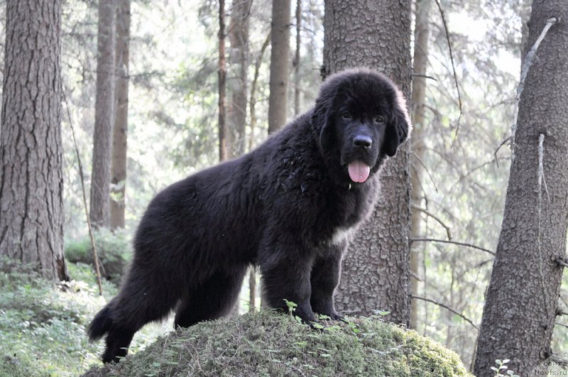 Фото: ньюфаундленд Бегущая по Волнам Браво Брависсимо (Beguschaya po Volnam Bravo Bravissimo)