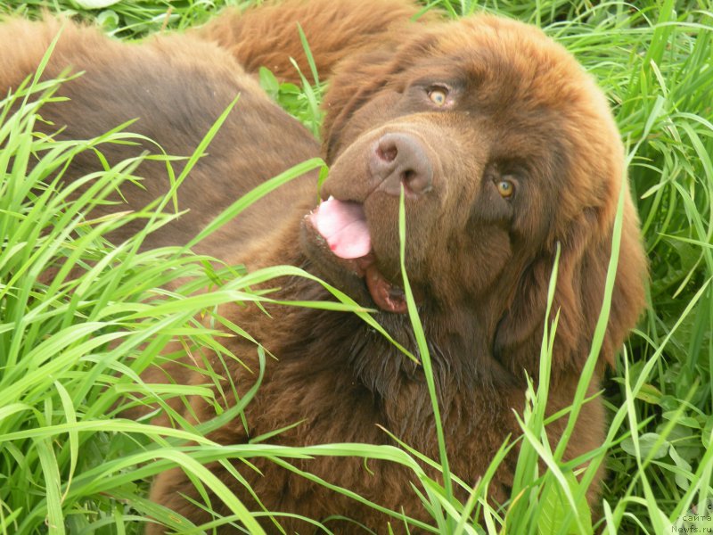 Фото: ньюфаундленд Ваше Благородие с Берега Дона (Vashe Blagorodie s Berega Dona)