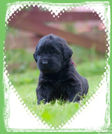 Фото: ньюфаундленд Jolie Mademuaselle iz Volotova (Жоли Мадемуазель из Волотова)