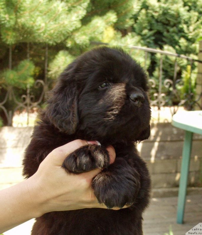 Фото: ньюфаундленд Jolie Mademuaselle iz Volotova (Жоли Мадемуазель из Волотова)