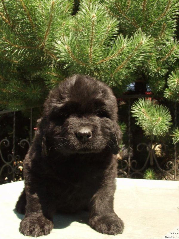 Фото: ньюфаундленд Jolie Mademuaselle iz Volotova (Жоли Мадемуазель из Волотова)
