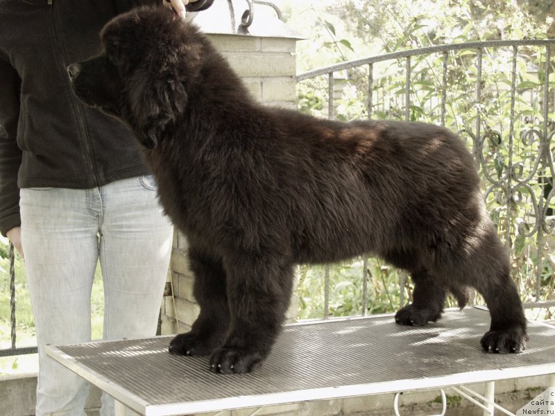 Фото: ньюфаундленд Jolie Mademuaselle iz Volotova (Жоли Мадемуазель из Волотова)