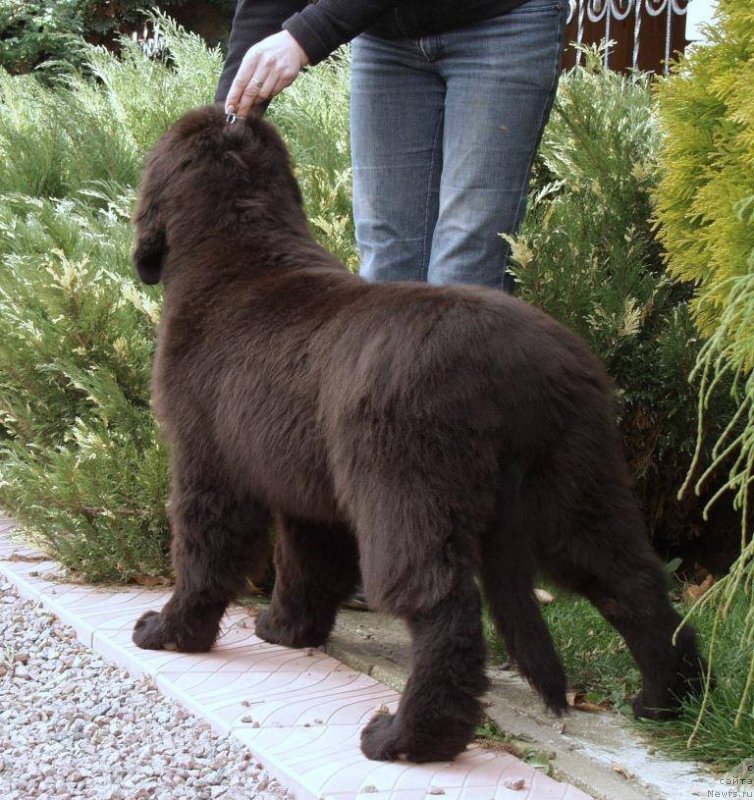 Фото: ньюфаундленд Jolie Mademuaselle iz Volotova (Жоли Мадемуазель из Волотова)