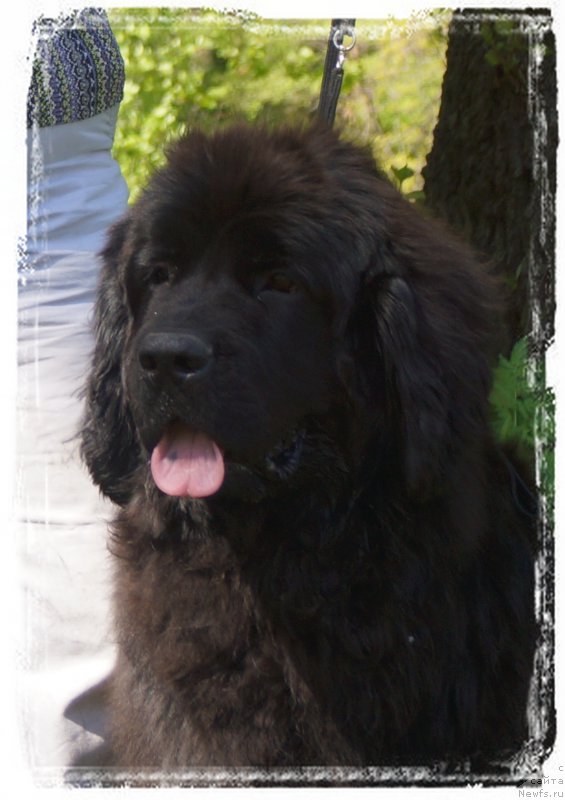 Фото: ньюфаундленд Jolie Mademuaselle iz Volotova (Жоли Мадемуазель из Волотова)