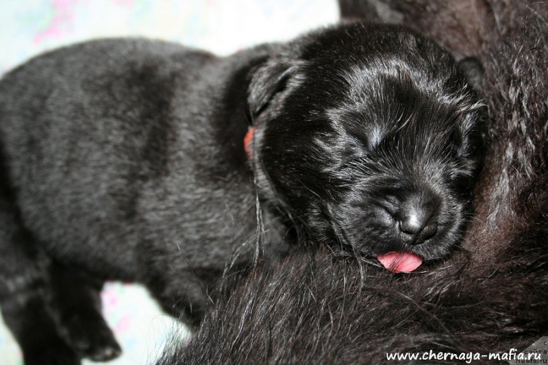 Фото: ньюфаундленд Черная Мафия Алл Ригхтс Ресервед (Chernaya Mafia Аll Rights Reserved)