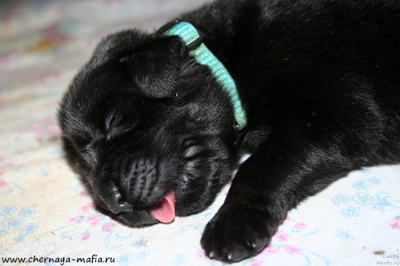 Фотография № 187368