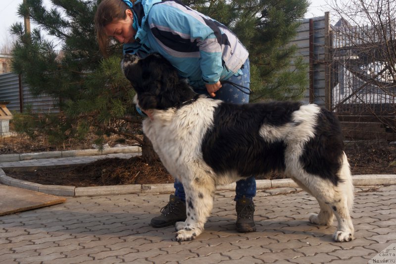 Фото: ньюфаундленд Ску Витх Диамондс Лазурит (Sky With Diamonds Lazurit)
