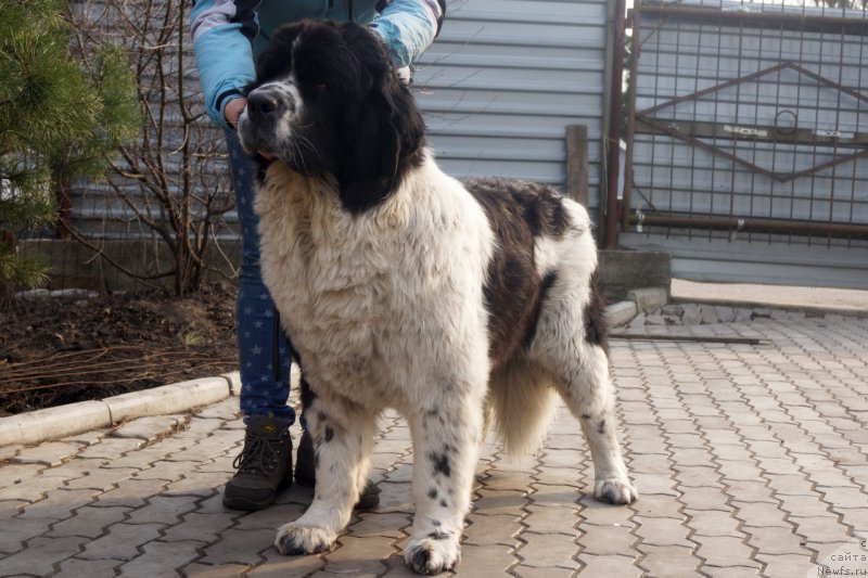 Фото: ньюфаундленд Ску Витх Диамондс Лазурит (Sky With Diamonds Lazurit)