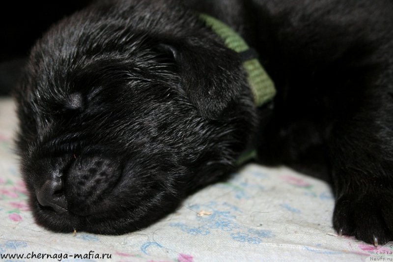 Фотография № 187374