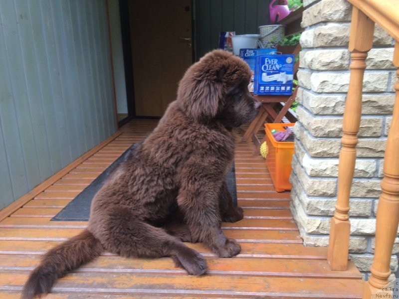 Фото: ньюфаундленд Ньюфорт Васаби