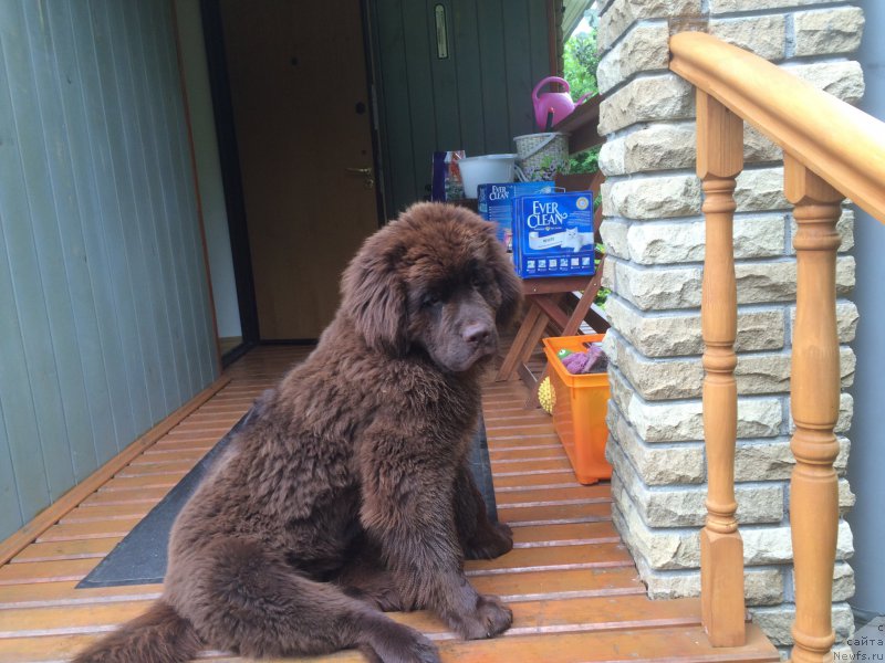 Фото: ньюфаундленд Ньюфорт Васаби