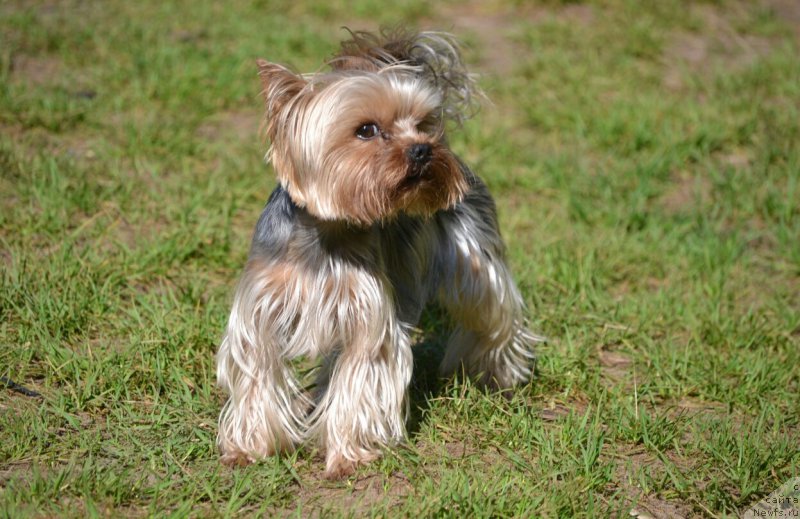 Фотография № 187397