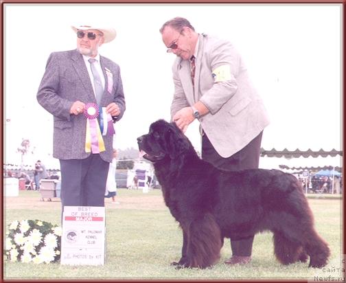 Фото: ньюфаундленд Bacchanal's Chianti CD