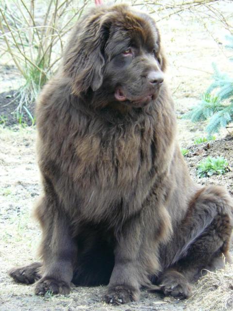 Фото: ньюфаундленд Пчёлкин Дом Андромеда