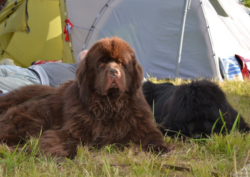 Фото: ньюфаундленд Акватория Келвин Риверданс (Aquatoriya Kelvin Riverdance), ньюфаундленд Талисман Моря Мишель