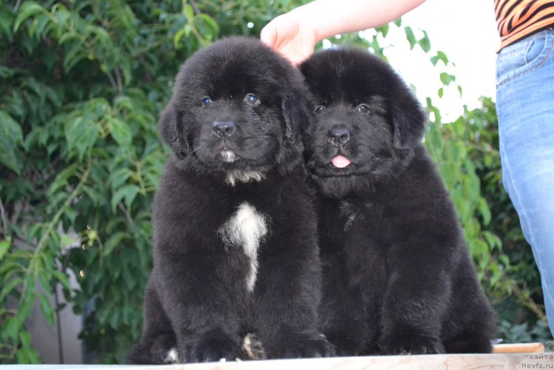 Фото: ньюфаундленд Акватория Келвин Риверданс (Aquatoriya Kelvin Riverdance)