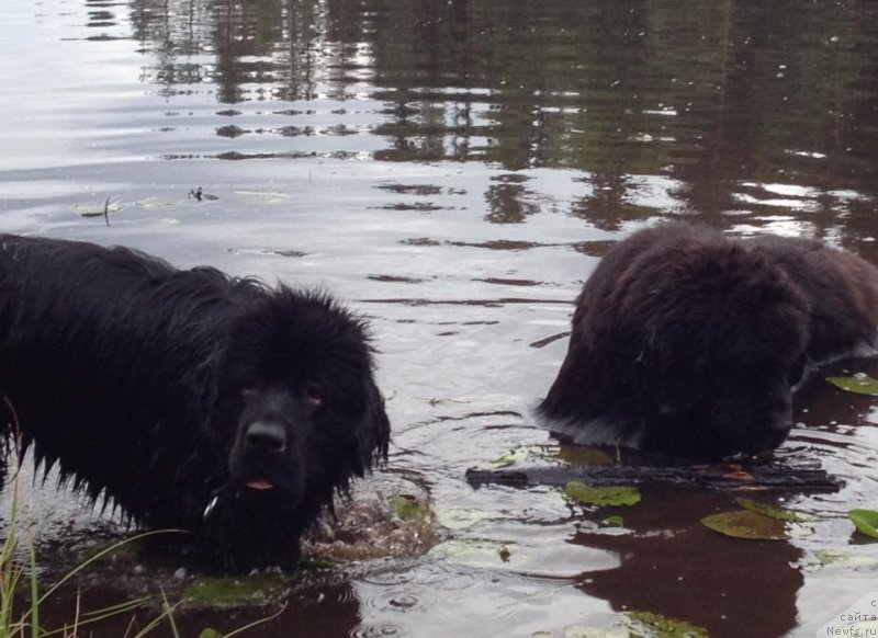 Фото: ньюфаундленд Skippers Only You for Smigar, ньюфаундленд Love Inside Your Soul Moon Bear