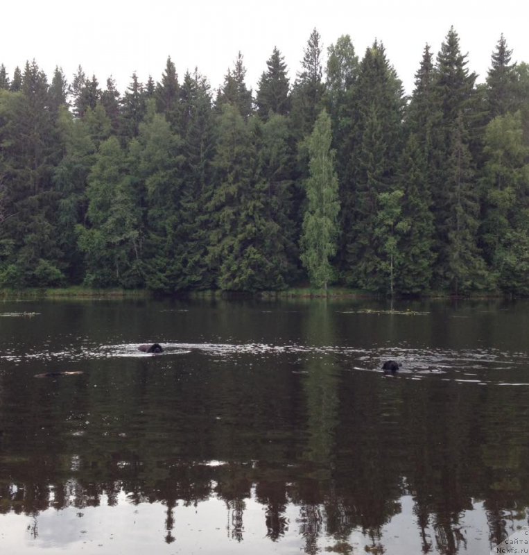 Фото: ньюфаундленд Skippers Only You for Smigar, ньюфаундленд Love Inside Your Soul Moon Bear