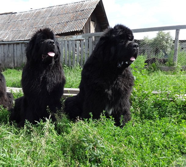 Фото: ньюфаундленд King of Helluland I'm Precious, ньюфаундленд Ньюфорт Царица Ночи