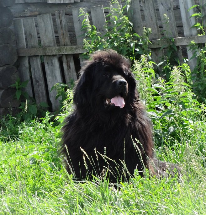 Фото: ньюфаундленд Фелиция