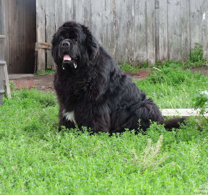 Фото: ньюфаундленд King of Helluland I'm Precious