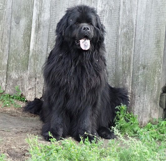 Фото: ньюфаундленд Ньюфорт Уитни Традиция Легенды