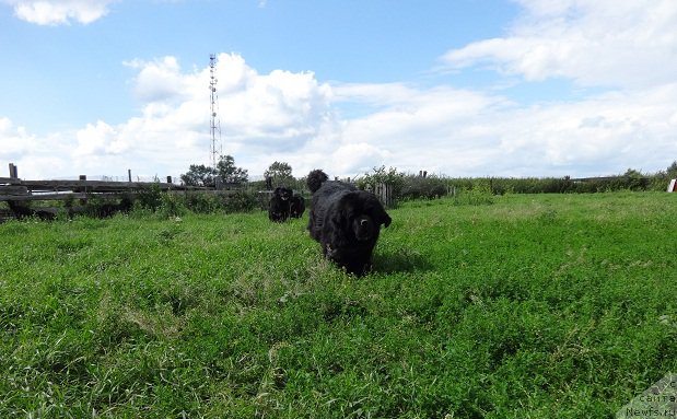 Фото: ньюфаундленд Promise To Love Midnight Bear