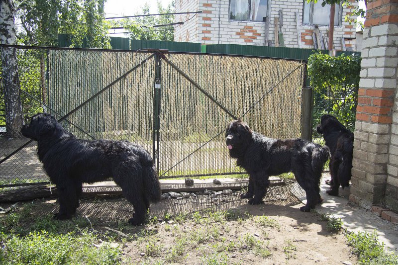 Фотография № 187429