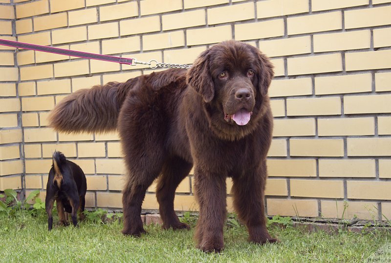 Фото: ньюфаундленд Наоми Таголири фор Браунблад (Naomi Tagoliri for Brouwnblood)