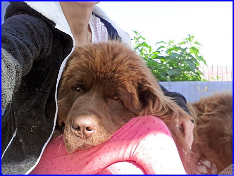 Фото: ньюфаундленд Браунблад МСК Хаким Голд Хайдар (Brownblood MSK Hakim Gold Haydar)