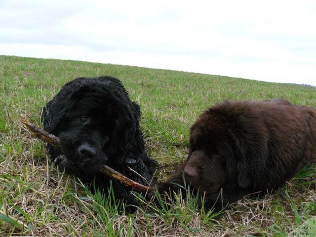 Фото: ньюфаундленд Берта (Berta), ньюфаундленд Пчёлкин Дом Андромеда