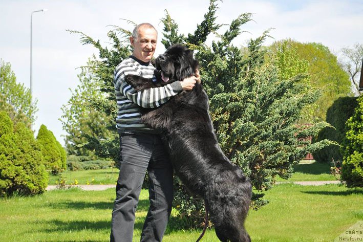 Фото: ньюфаундленд Звездный Дар Афина для Берега Дона (Zvezdnij Dar Afina dlja Berega Dona), Татьяна Актуганова