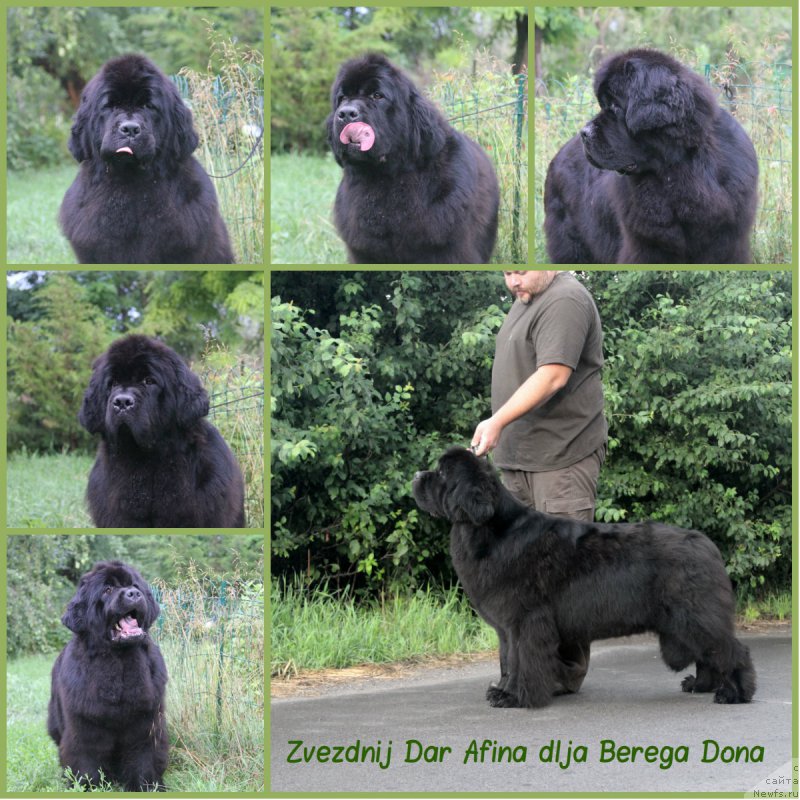 Фото: ньюфаундленд Звездный Дар Афина для Берега Дона (Zvezdnij Dar Afina dlja Berega Dona)