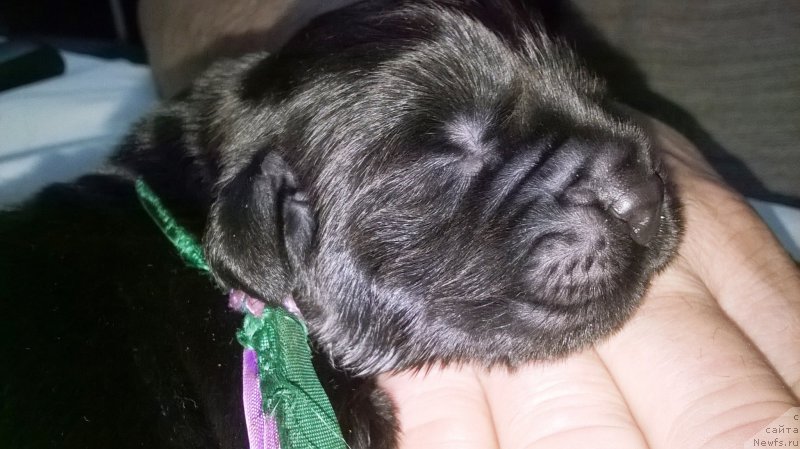 Фотография № 187459