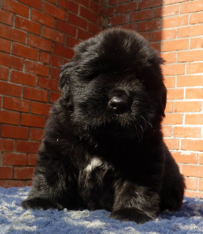 Фото: ньюфаундленд Супер Премиум Фри Винд (Super Premium Free Wind)