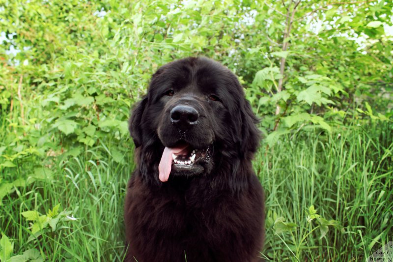 Фото: ньюфаундленд Гран При Тольятти Турандот