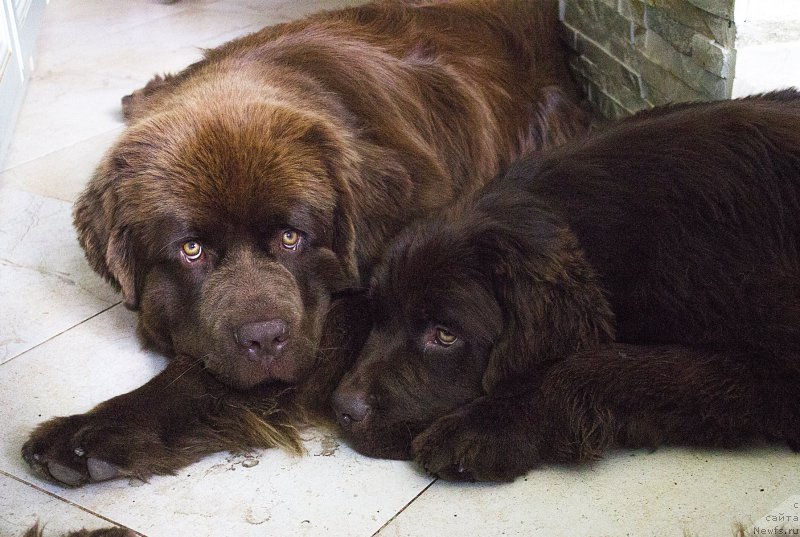Фото: ньюфаундленд Браунблад МСК Хаиес Хаго (Brownblood MSK Hayes Hago), ньюфаундленд Наоми Таголири фор Браунблад (Naomi Tagoliri for Brouwnblood)