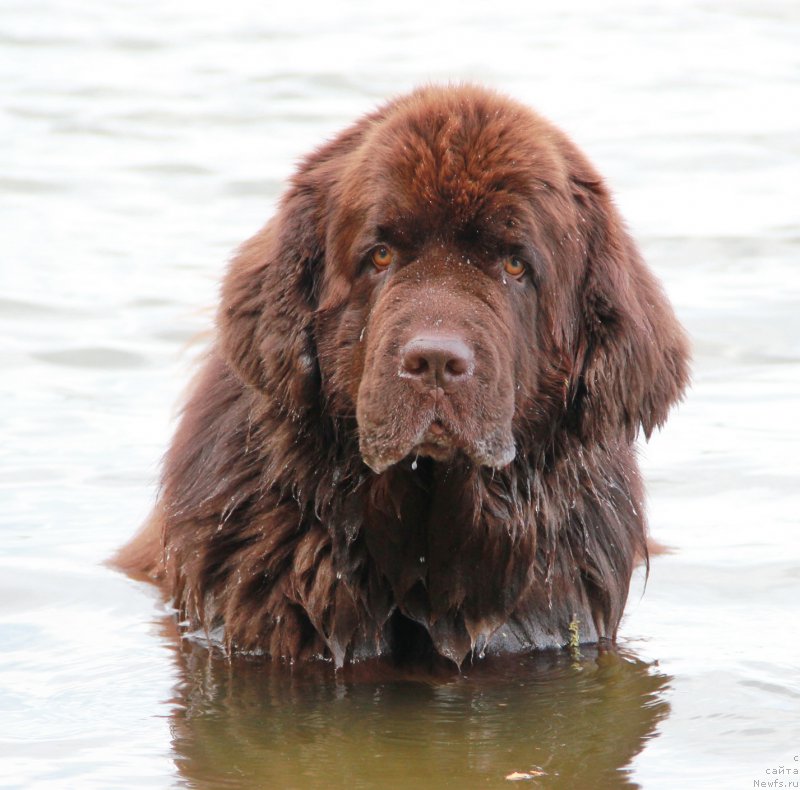 Фото: ньюфаундленд Обуш Шед Янтарный Поцелуй