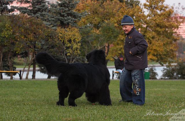 Фото: ньюфаундленд Жолли Вандерфулл из Медвежьего Яра (Zholli Wonderfull iz Medvejyego Yara)