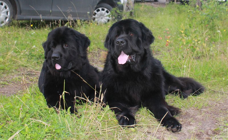 Фото: Марс и, ньюфаундленд Валмонд Победитель (Valmond Pobeditel)