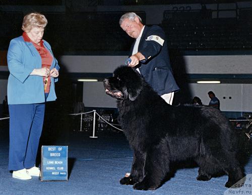 Фото: ньюфаундленд Dalkens Denver of Pouch Cove