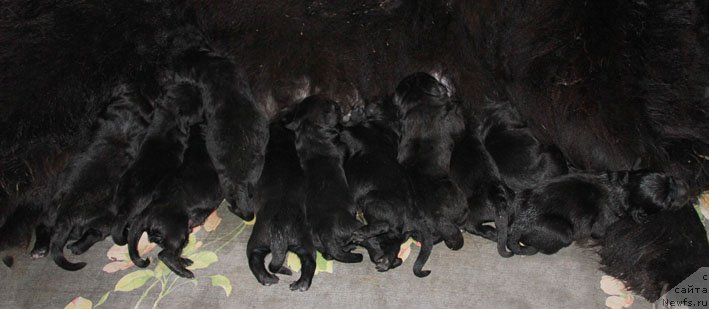 Фото: щенки, ньюфаундленд Звездный Дар Афина для Берега Дона (Zvezdnij Dar Afina dlja Berega Dona)