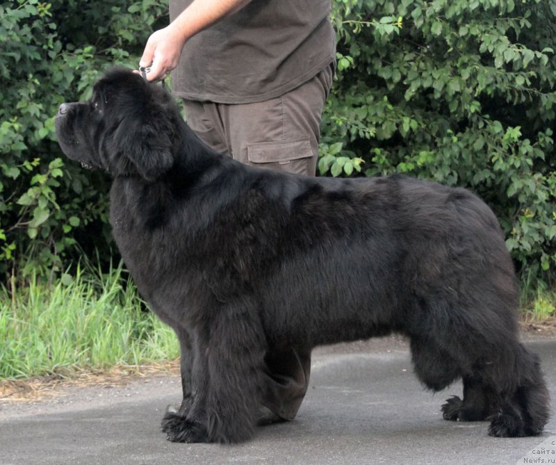 Фото: ньюфаундленд Звездный Дар Афина для Берега Дона (Zvezdnij Dar Afina dlja Berega Dona)