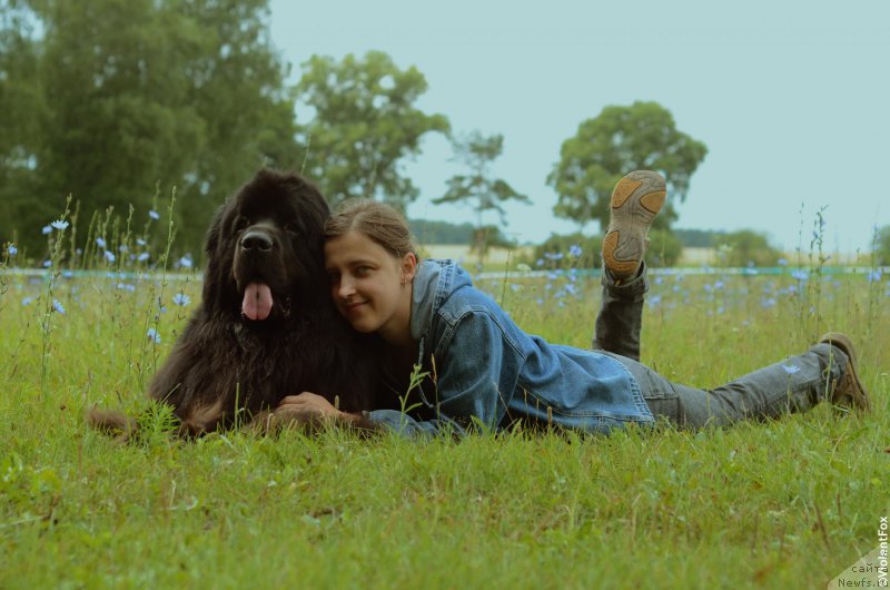 Фото: ньюфаундленд Кипер Соул Лайон Хэерт, Ольга Иванова