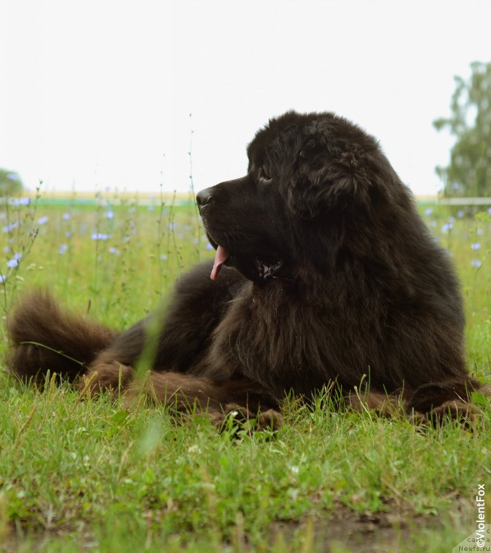 Фото: ньюфаундленд Кипер Соул Лайон Хэерт