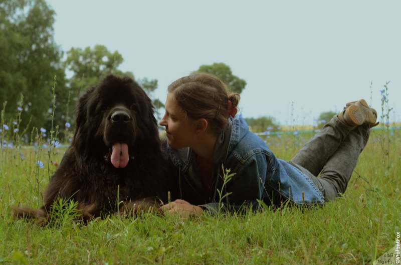 Фото: ньюфаундленд Кипер Соул Лайон Хэерт, Ольга Иванова