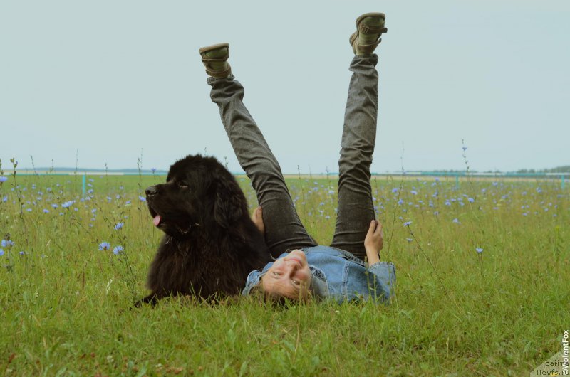 Фото: ньюфаундленд Кипер Соул Лайон Хэерт, Ольга Иванова